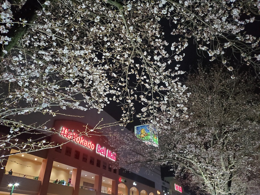 宇都宮大学工学部前の桜、散り始めました